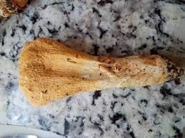 Attēlu rezultāti vaicājumam “Herzogiella seligeri sporophyte”