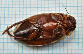 Attēlu rezultāti vaicājumam “Colymbetes striatus”