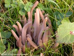 Attēlu rezultāti vaicājumam “Clavaria fumosa”