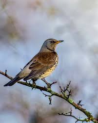 Image result for Turdus pilaris