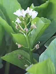 Attēlu rezultāti vaicājumam “Menyanthes trifoliata”