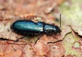 Attēlu rezultāti vaicājumam “Dasytes caeruleus imago”