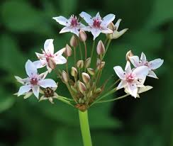 Attēlu rezultāti vaicājumam “Butomus umbellatus”