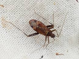 Attēlu rezultāti vaicājumam “Psallus sp. imago”