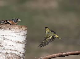 Attēlu rezultāti vaicājumam “Carduelis spinus”