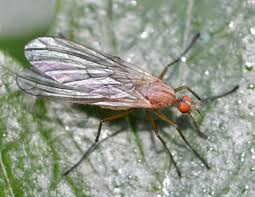 Attēlu rezultāti vaicājumam “Empididae”