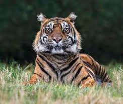 Image result for Go Ballistic Laser Combat Kidderminster