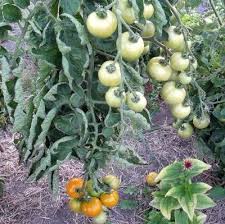 Afbeeldingsresultaat voor belarus orange tomato