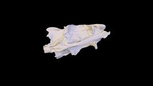 Image result for Scomberomorus cavalla