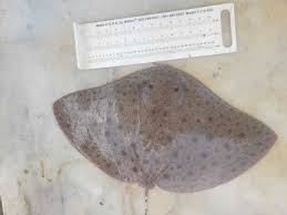 Image result for Gymnura micrura