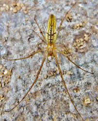 Attēlu rezultāti vaicājumam “Tetragnatha extensa”