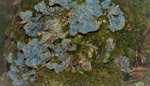 Attēlu rezultāti vaicājumam “Plectocarpon lichenum”