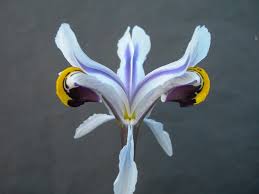 Attēlu rezultāti vaicājumam “Iris rosenbachiana flower”