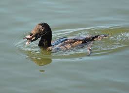 Attēlu rezultāti vaicājumam “Melanitta fusca male”