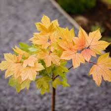 Attēlu rezultāti vaicājumam “Acer pseudoplatanus”