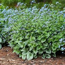 Attēlu rezultāti vaicājumam “Brunnera macrophylla”
