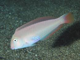 Image result for Xyrichtys novacula