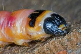 Attēlu rezultāti vaicājumam “Cossus cossus imago”