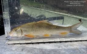 Image result for Moxostoma duquesnei