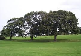 Image result for Old Colwyn Golf Club