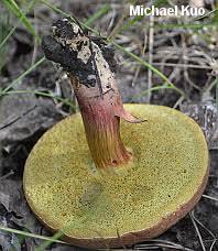 Attēlu rezultāti vaicājumam “Boletales”