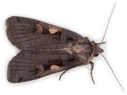 Attēlu rezultāti vaicājumam “Xestia c-nigrum”