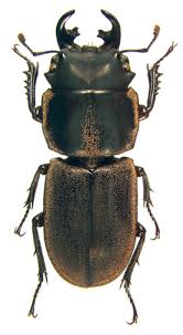 Attēlu rezultāti vaicājumam “Lucanidae”