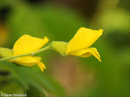 Attēlu rezultāti vaicājumam “Caragana arborescens flower”