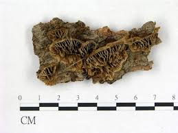 Attēlu rezultāti vaicājumam “Gloeophyllum abietinum”