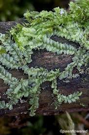 Attēlu rezultāti vaicājumam “Lophocolea heterophylla”