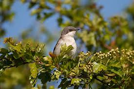 Attēlu rezultāti vaicājumam “Sylvia curruca adult”