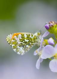 Attēlu rezultāti vaicājumam “Anthocharis cardamines male”