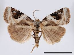 Attēlu rezultāti vaicājumam “Pseudeustrotia candidula”