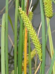 Attēlu rezultāti vaicājumam “Carex rostrata”