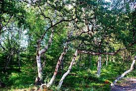 Attēlu rezultāti vaicājumam “Betula pendula var. carelica”