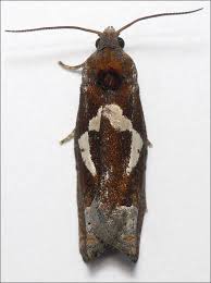 Attēlu rezultāti vaicājumam “Epiblema grandaevana”