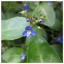 Attēlu rezultāti vaicājumam “Veronica beccabunga leaf”