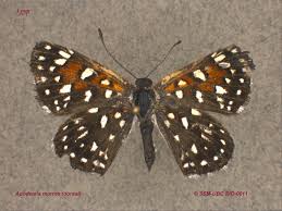 Attēlu rezultāti vaicājumam “Riodinidae”