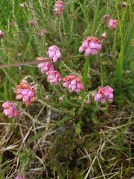 Attēlu rezultāti vaicājumam “Erica tetralix leaf”