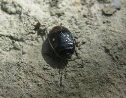 Attēlu rezultāti vaicājumam “Adomerus biguttatus”