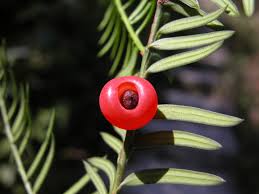 Attēlu rezultāti vaicājumam “Taxus wallichiana”