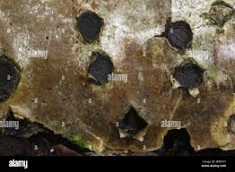 Attēlu rezultāti vaicājumam “Biscogniauxia repanda”