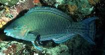 Image result for Scarus psittacus