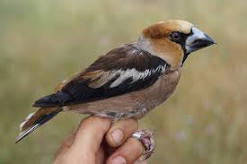 Attēlu rezultāti vaicājumam “Coccothraustes coccothraustes adult”