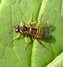 Attēlu rezultāti vaicājumam “Tenthredo mandibularis”