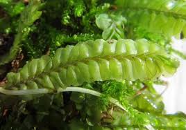 Attēlu rezultāti vaicājumam “Plagiochila porelloides”