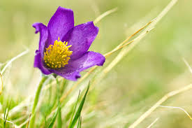 Attēlu rezultāti vaicājumam “Pulsatilla pratensis flower”