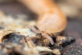 Attēlu rezultāti vaicājumam “Polyzonium germanicum”