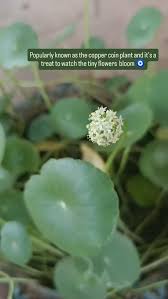 Attēlu rezultāti vaicājumam “Hydrocotyle vulgaris flower”