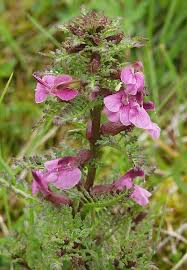 Attēlu rezultāti vaicājumam “Pedicularis palustris”